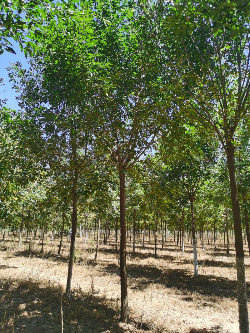 老式白蜡8—25公分，精品白蜡两千多亩地