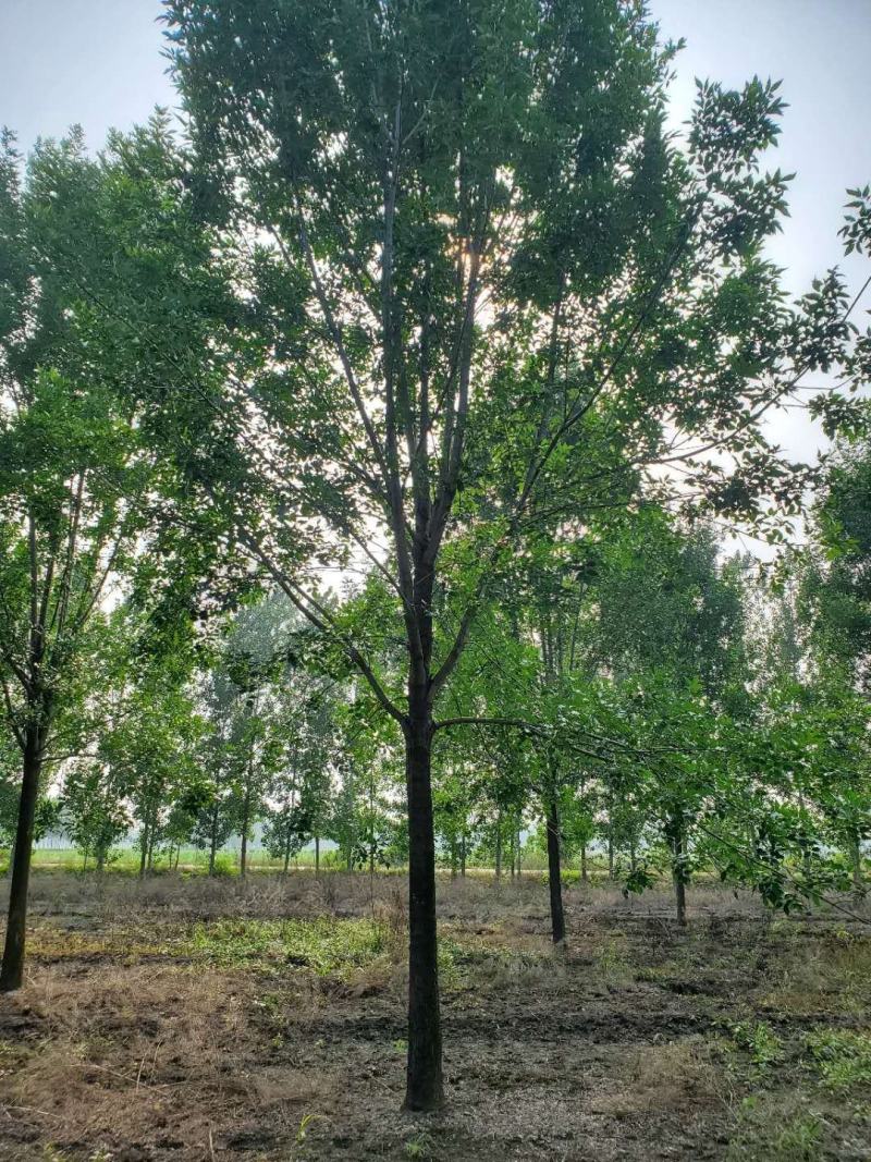 老式白蜡8—25公分，精品白蜡两千多亩地