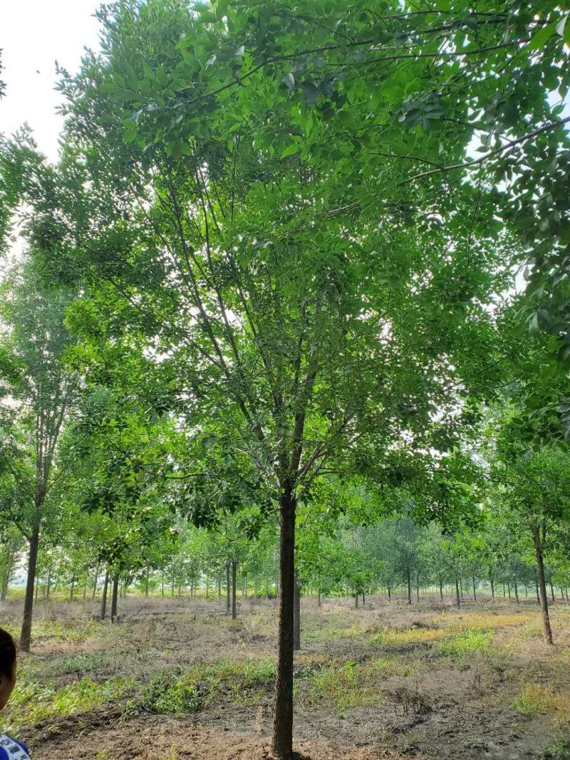老式白蜡8—25公分，精品白蜡两千多亩地
