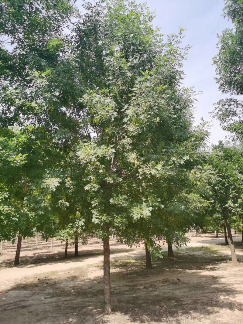 老式白蜡8—25公分，精品白蜡两千多亩地