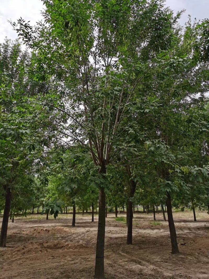 老式白蜡8—25公分，精品白蜡两千多亩地