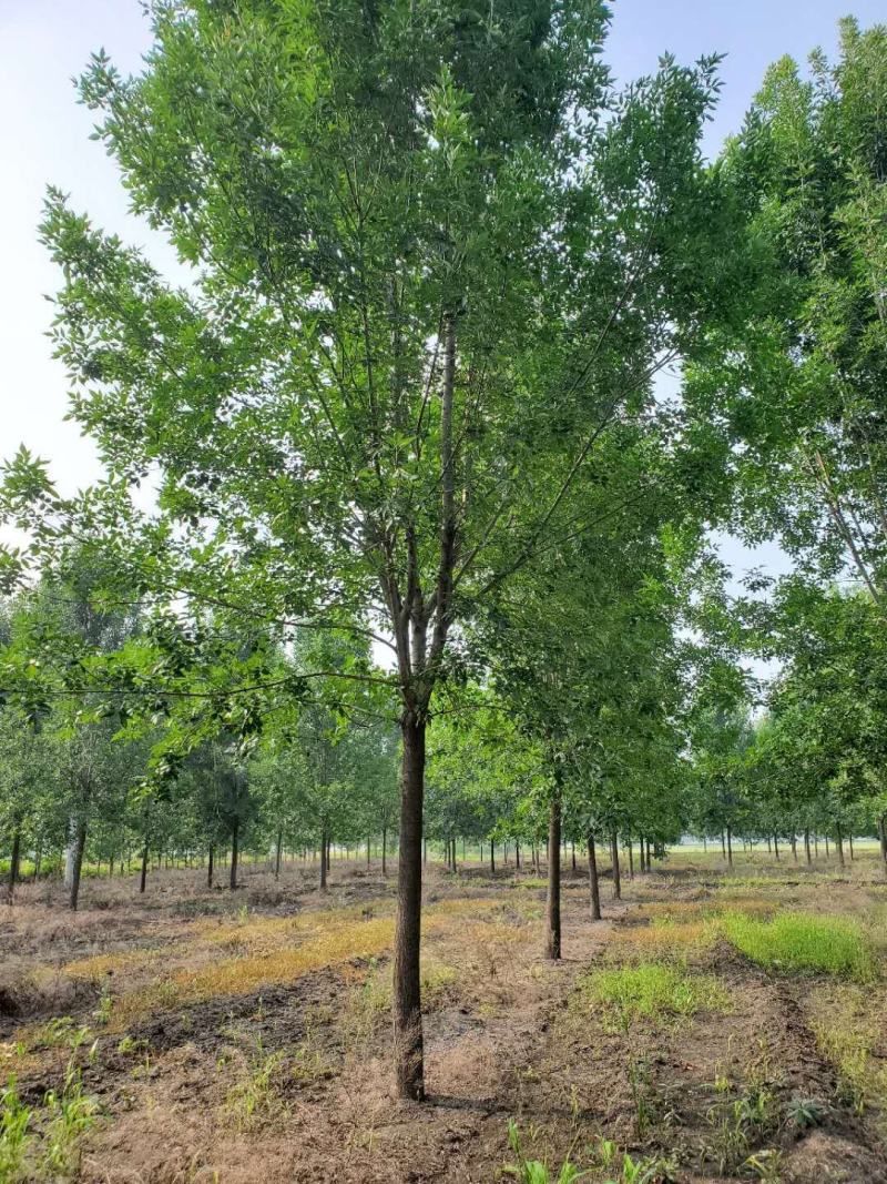 老式白蜡8—25公分，精品白蜡两千多亩地