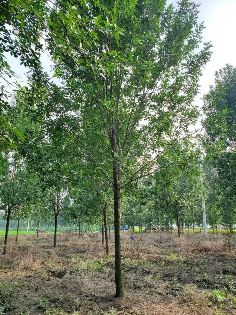 老式白蜡8—25公分，精品白蜡两千多亩地