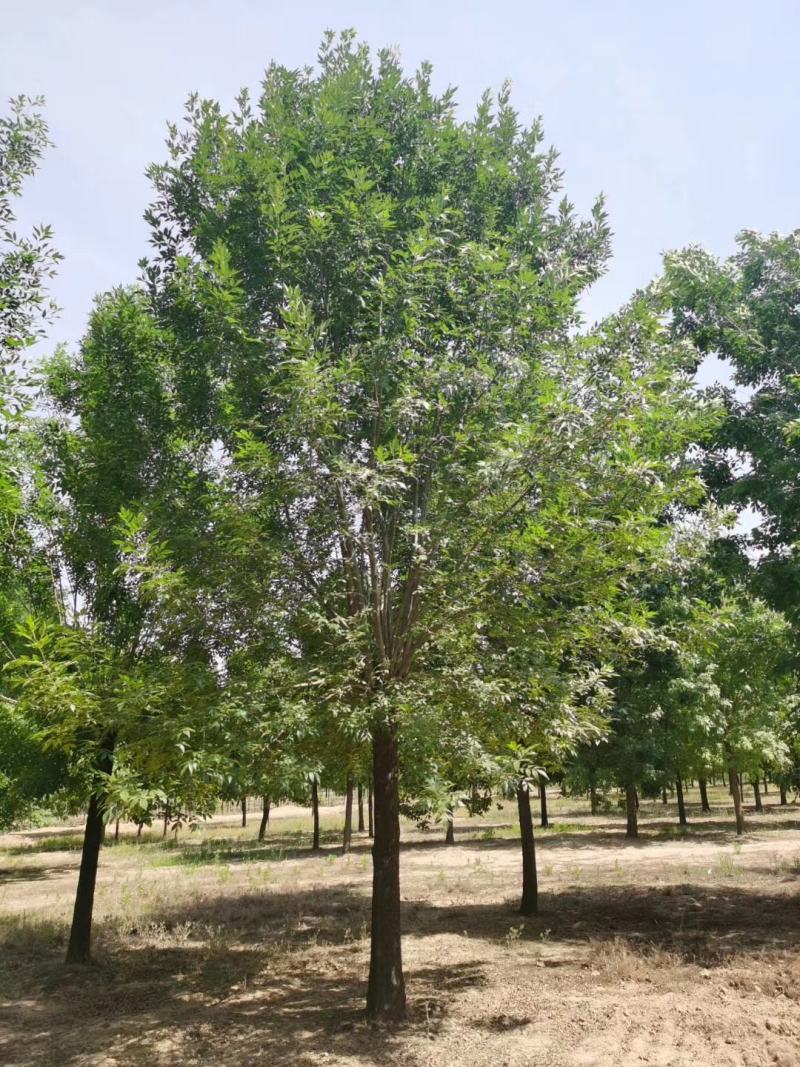 老式白蜡8—25公分，精品白蜡两千多亩地