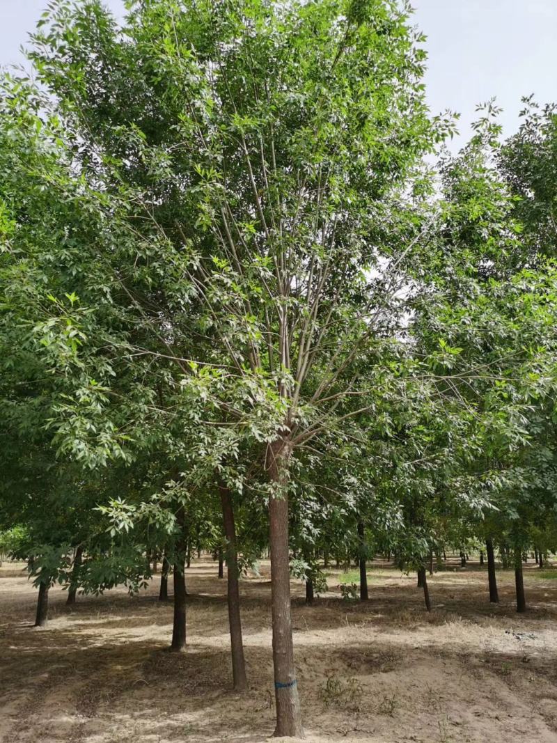 老式白蜡8—25公分，精品白蜡两千多亩地