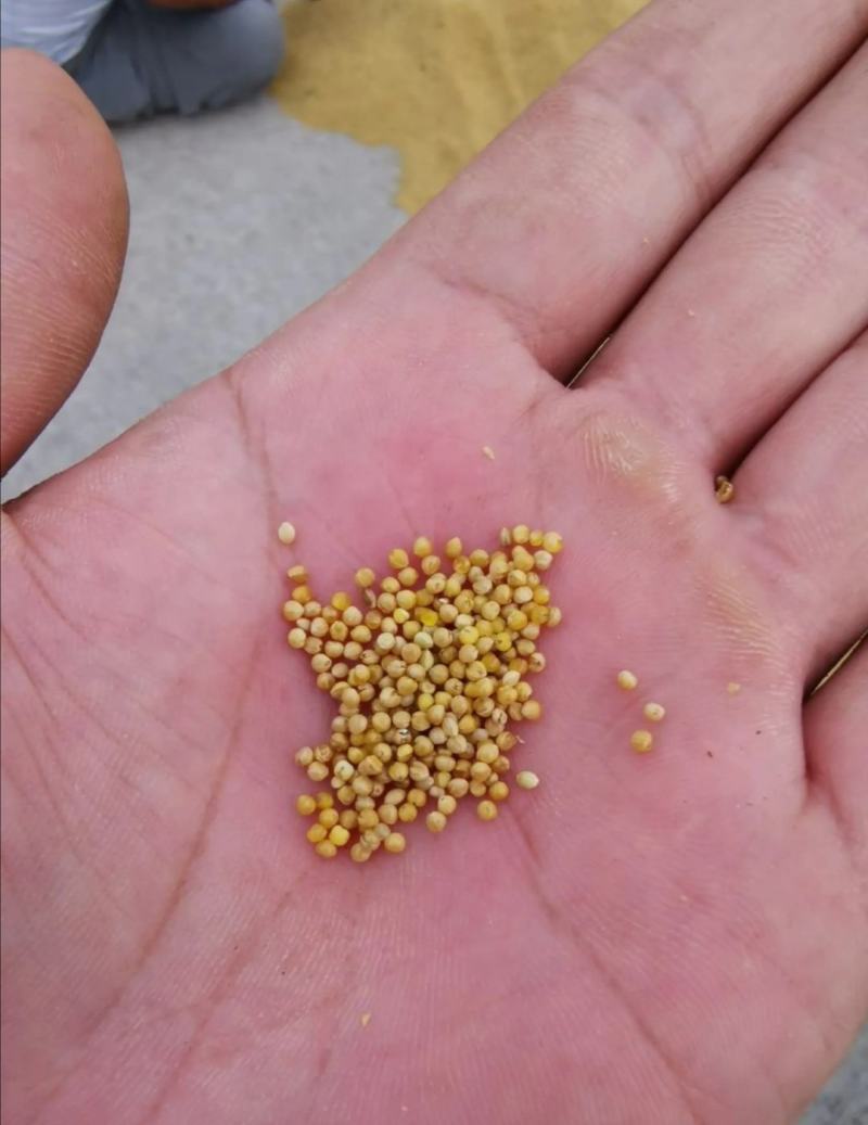 大量供应24年新谷、毛货、种类多样，质量优良！