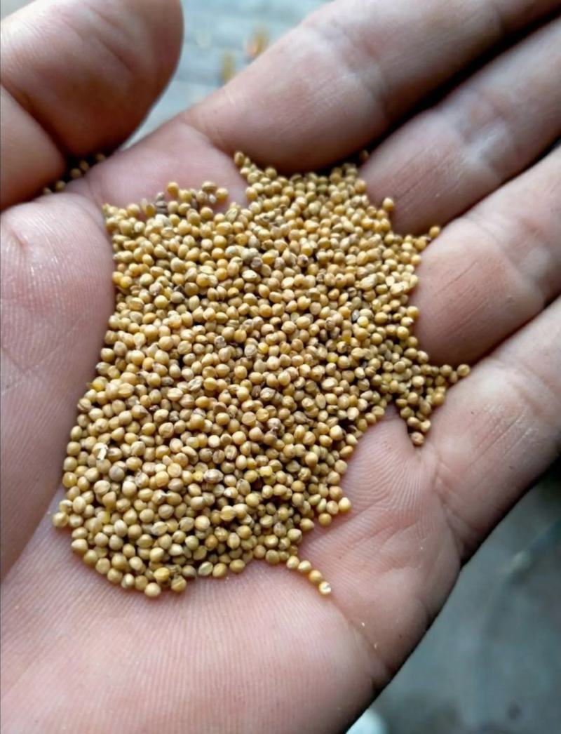 大量供应24年新谷、毛货、种类多样，质量优良！