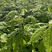 黑龙江刺五加苗，大量出售各种树苗