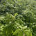 黑龙江刺五加苗，大量出售各种树苗