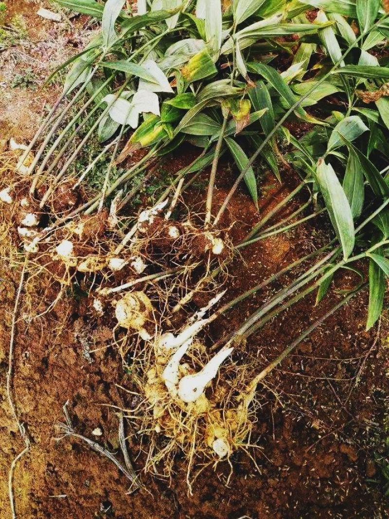 姜型黄精，分芽率高，生长块，个头大，腾地低价出售
