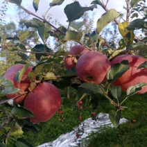 我是代办产地四川盐源红富士🍎大量上市中