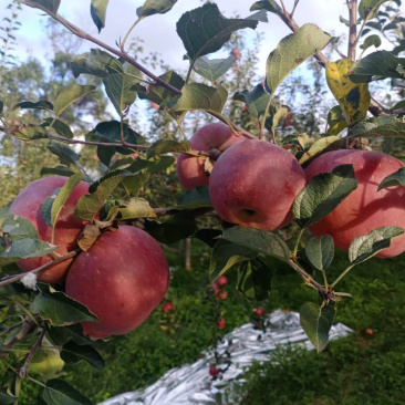我是代办产地四川盐源红富士🍎大量上市中