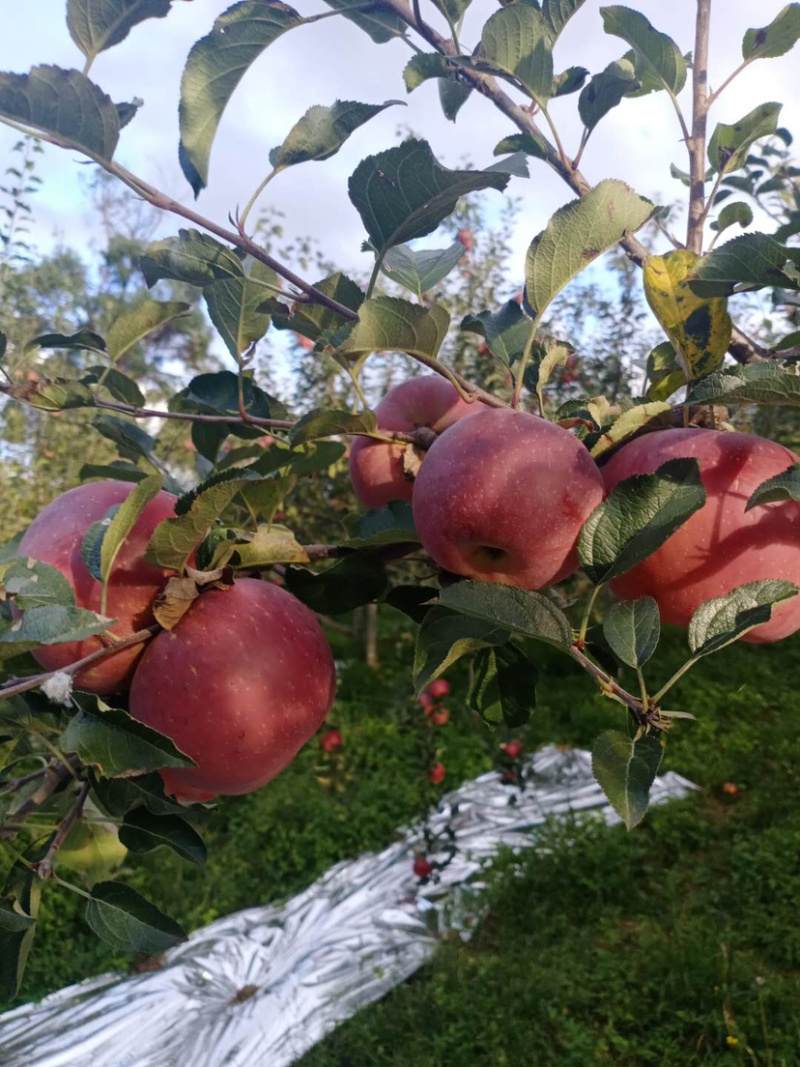 我是代办产地四川盐源红富士🍎大量上市中