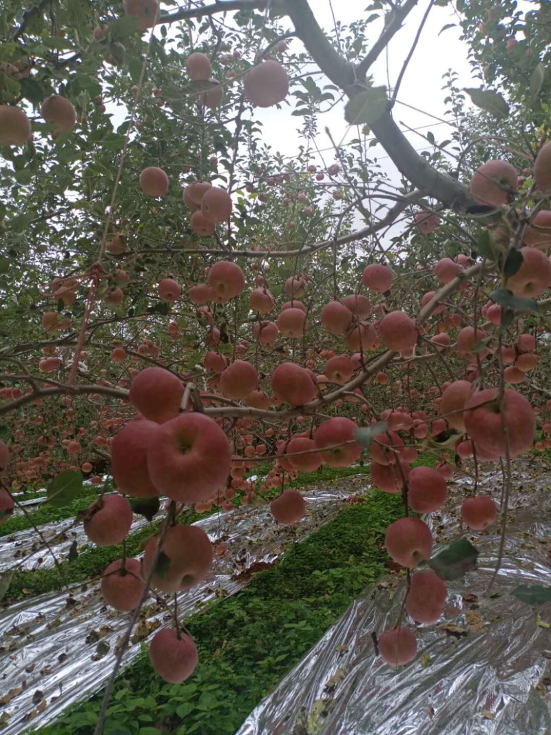 我是代办产地四川盐源红富士🍎大量上市中