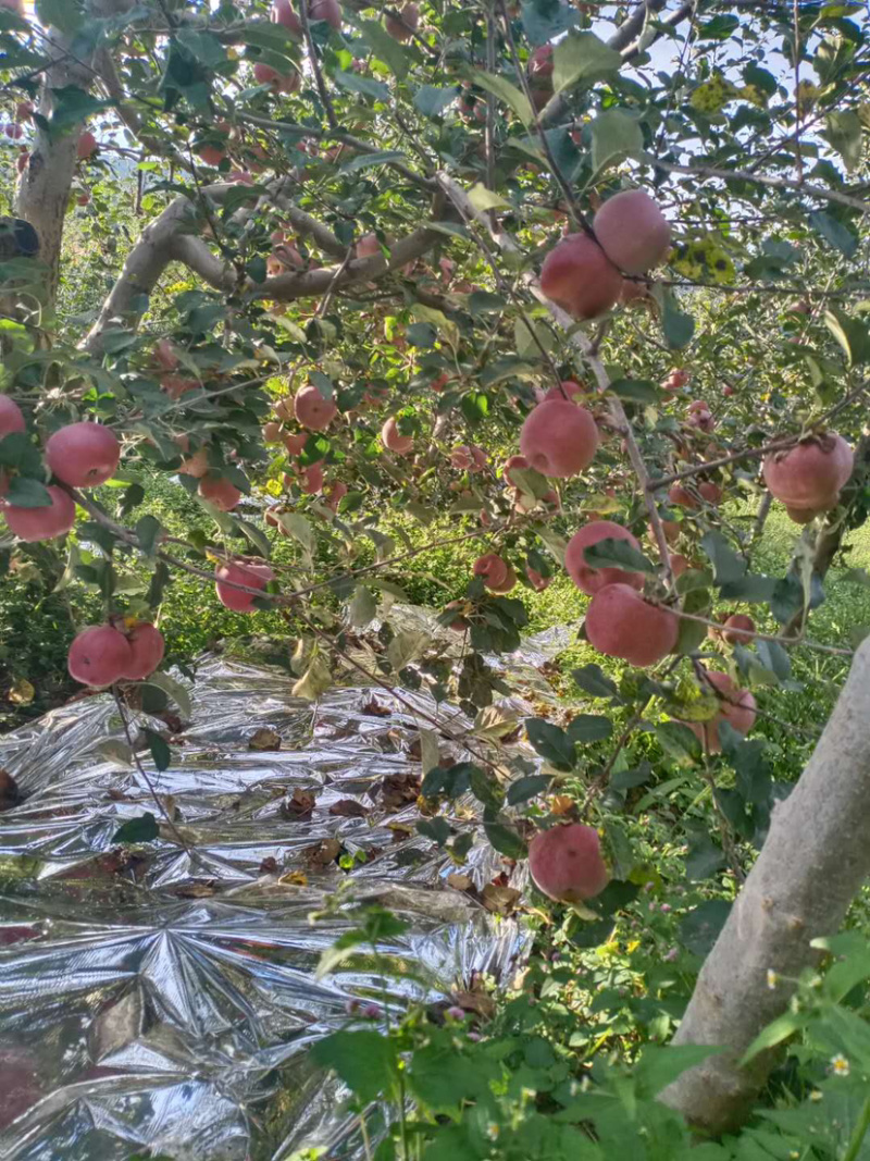 我是代办产地四川盐源红富士🍎大量上市中