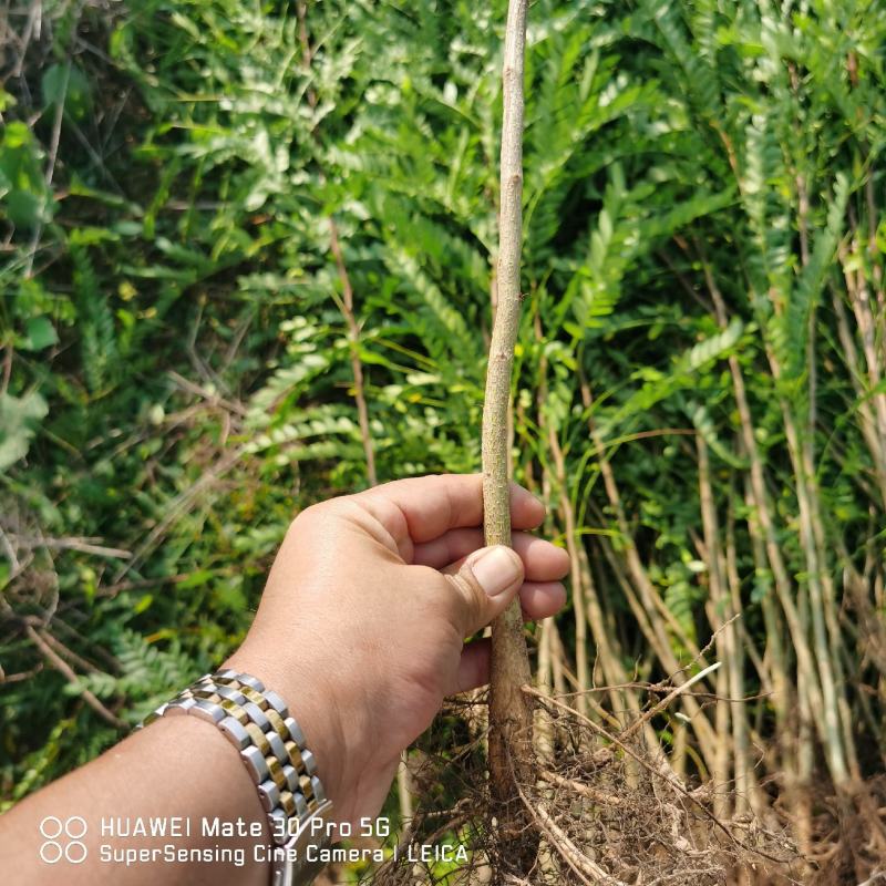 皂角苗皂角树苗皂角种苗产地直发量大从优