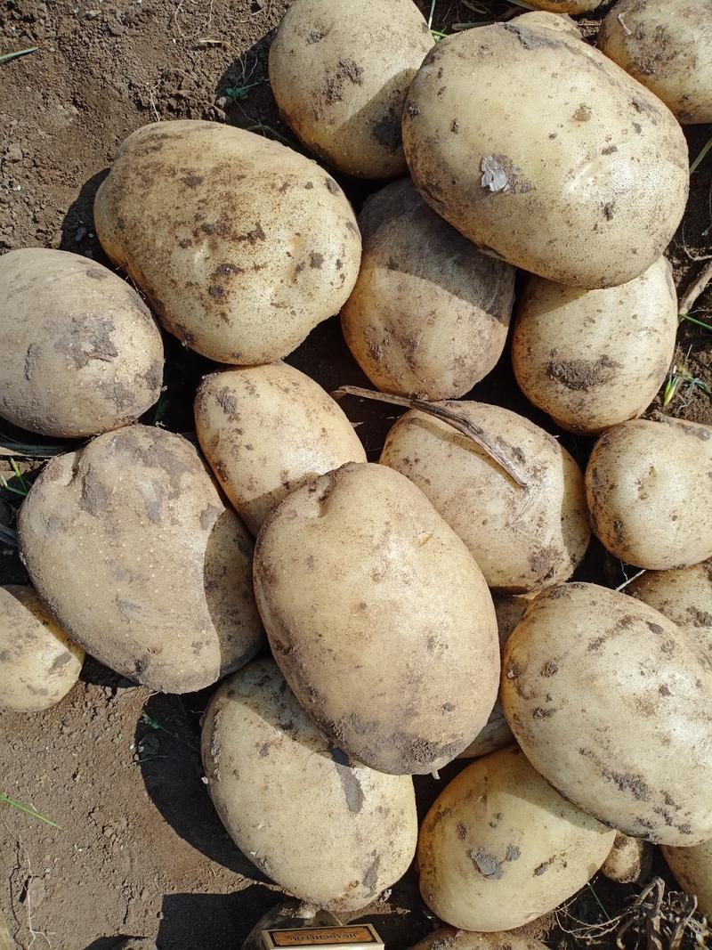 土豆:精品白心V8，颜色个头薯型三优，表皮光滑适合商超。