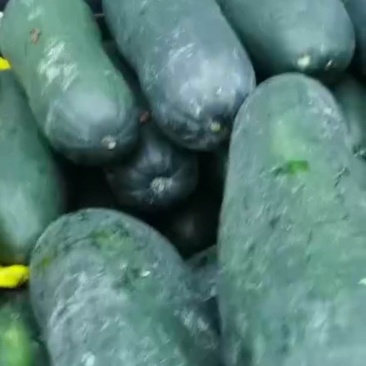 冬瓜，南瓜大量出售冬瓜