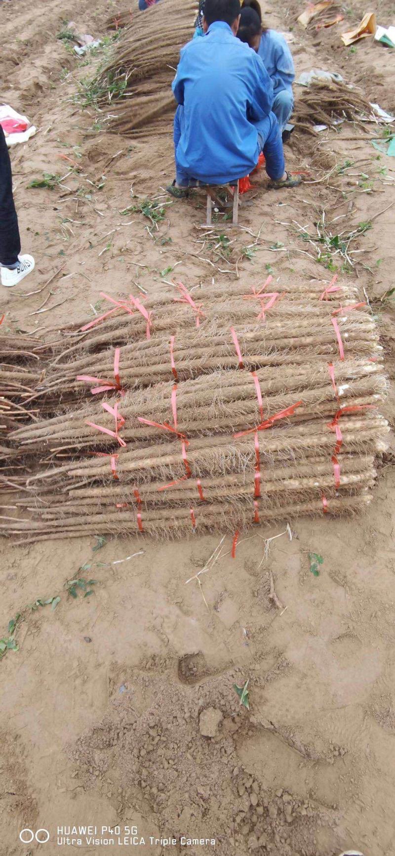 铁棍山药大量上市中，希望广大客商前来采购考察