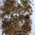 山银花开花碎统货批发诚信经营支持混批量大从优