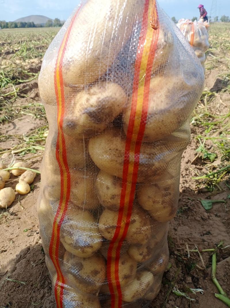 精品土豆实验一号:颜色个头薯型都好，质量保障。