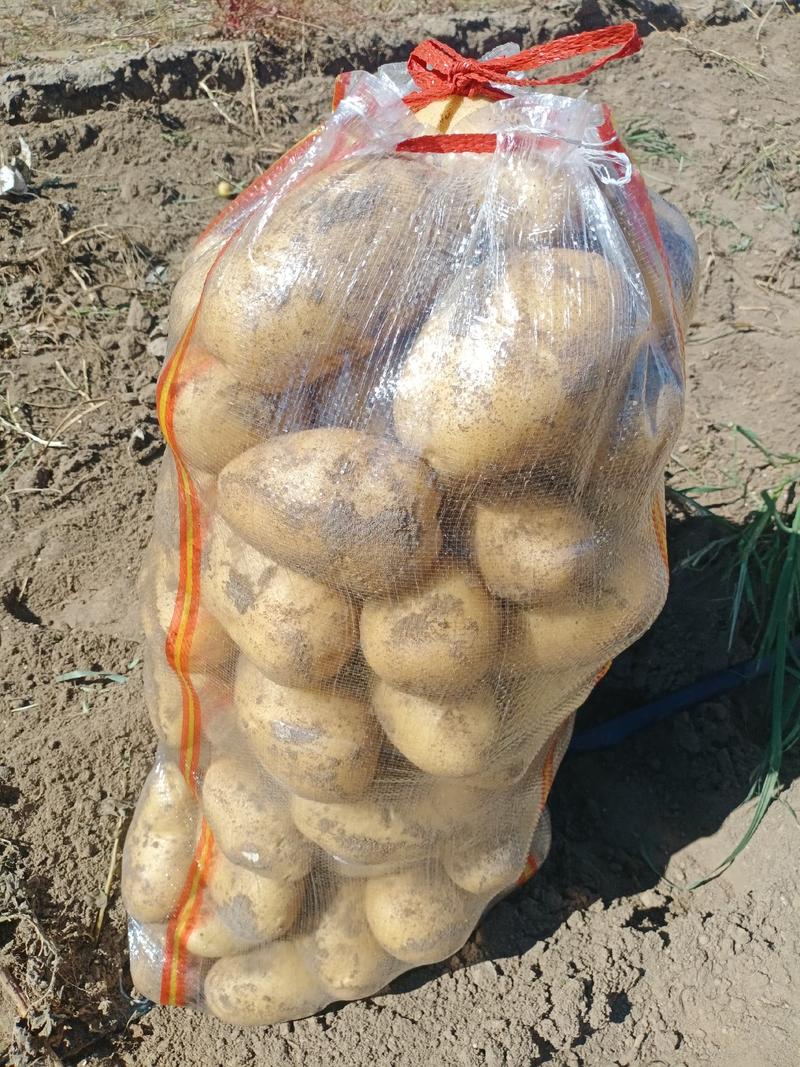 精品土豆实验一号:颜色个头薯型都好，质量保障。