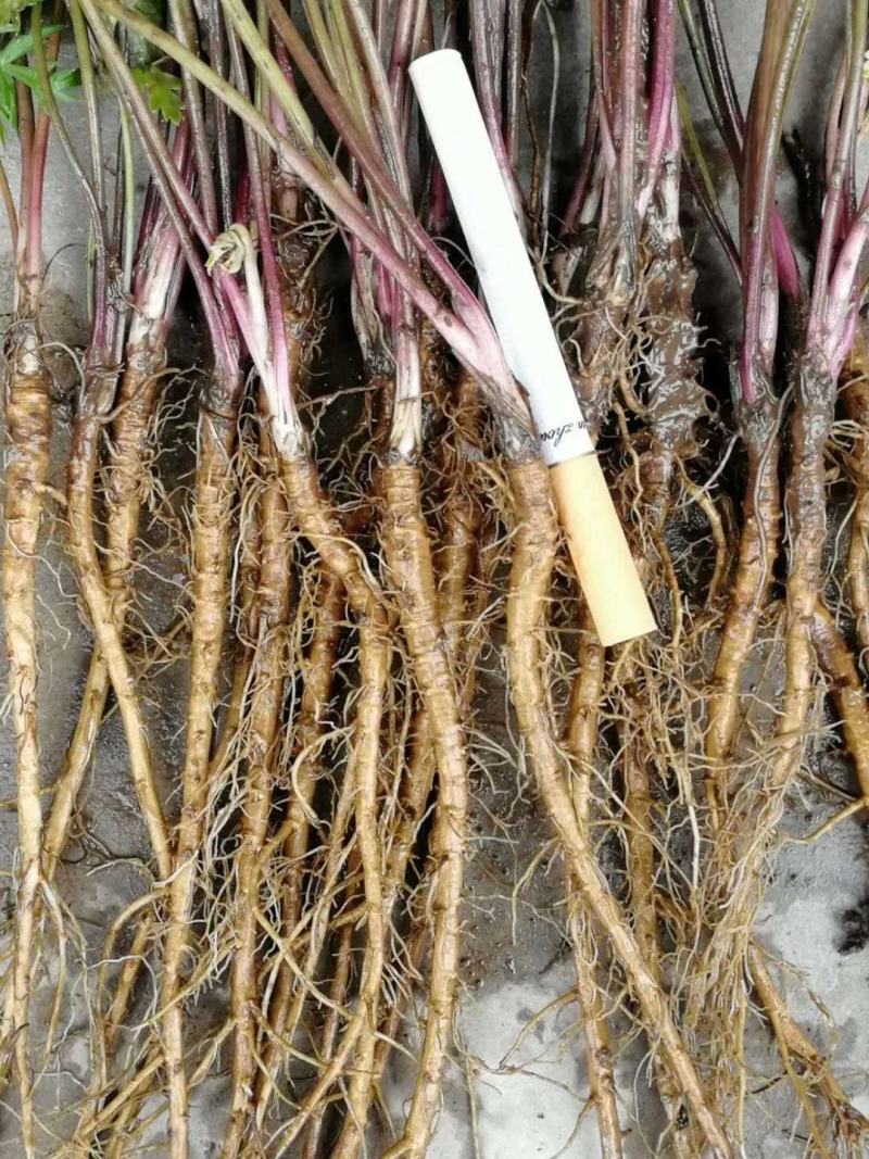 细叶羌活苗蚕羌苗高山羌活苗自产自销量大优惠