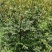 细叶羌活苗蚕羌苗高山羌活苗自产自销量大优惠