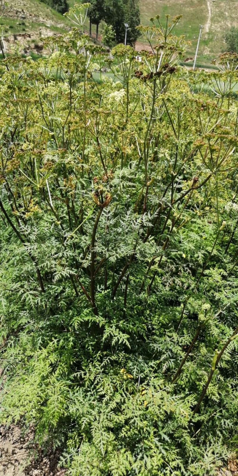 细叶羌活苗蚕羌苗高山羌活苗自产自销量大优惠