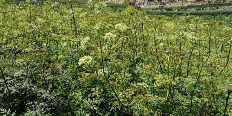 细叶羌活苗蚕羌苗高山羌活苗自产自销量大优惠