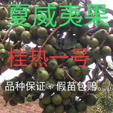 澳洲坚果苗（夏威夷果）嫁接苗