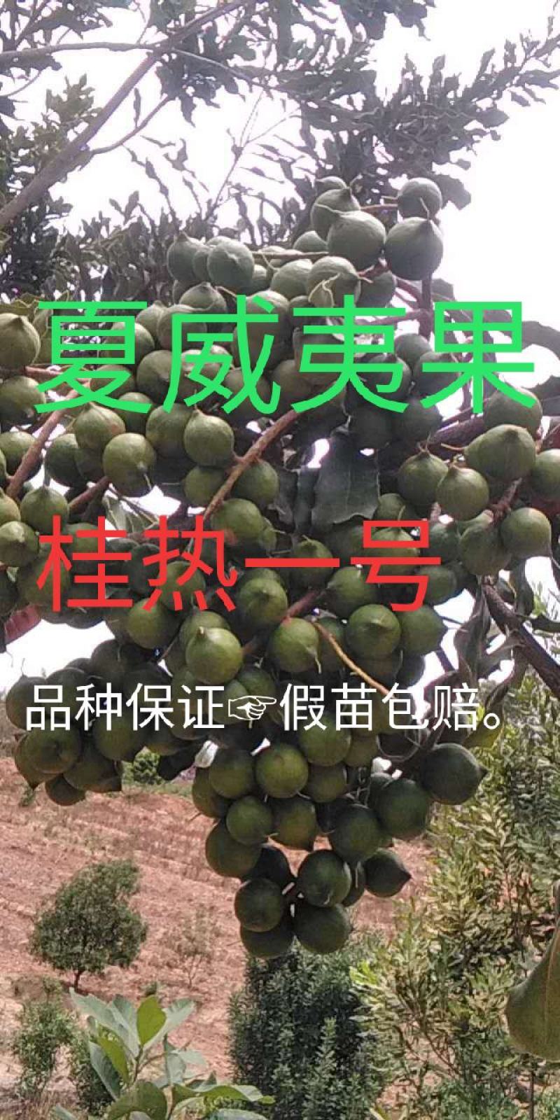 澳洲坚果苗（夏威夷果）嫁接苗