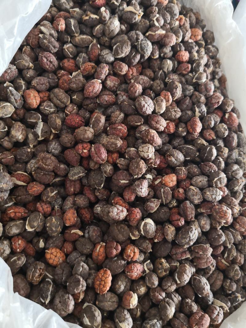 砂仁各种规格干货量大从优欢迎选购