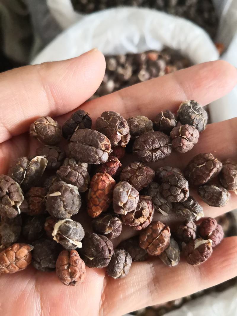 砂仁各种规格干货量大从优欢迎选购