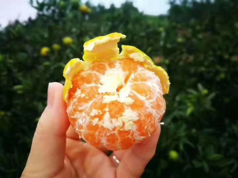 湖北高山蜜桔，果形好看皮薄好吃，果园看货，现采现卖