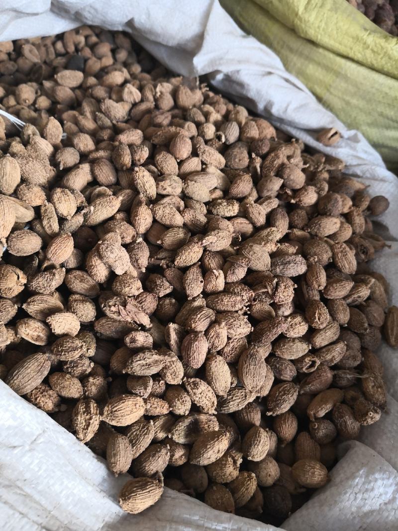 砂仁各种规格干货量大从优欢迎选购