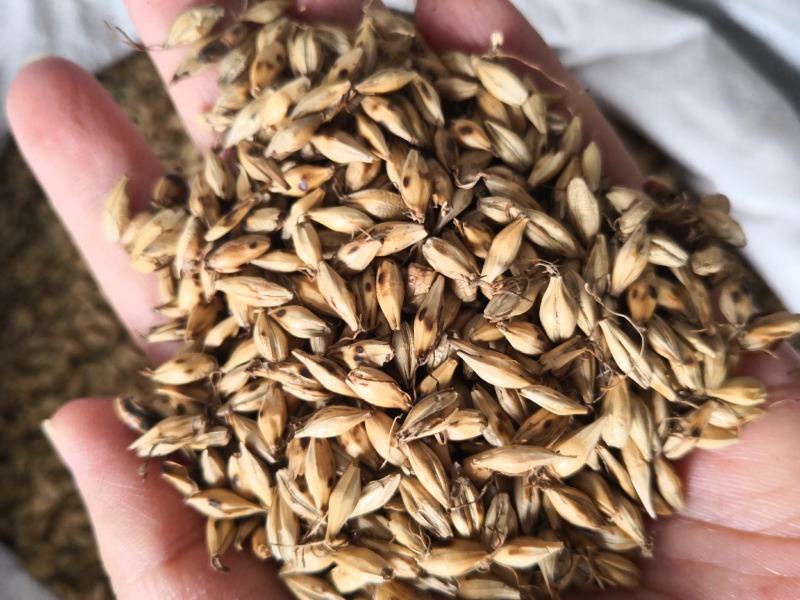 麦芽河北干货2斤起包邮欢迎选购