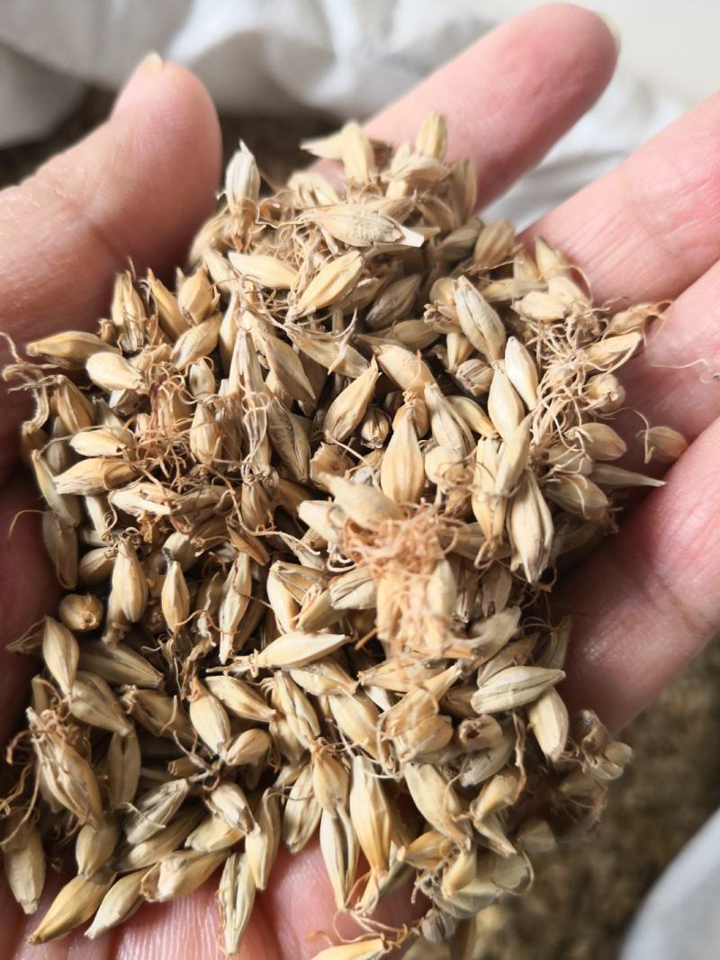 麦芽河北干货2斤起包邮欢迎选购