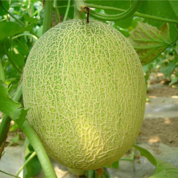 海南海滩25号哈密瓜🍈