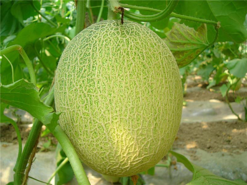 海南海滩25号哈密瓜🍈