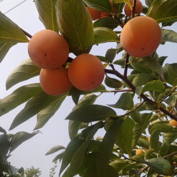 陕西韩城高原火胡芦柿子