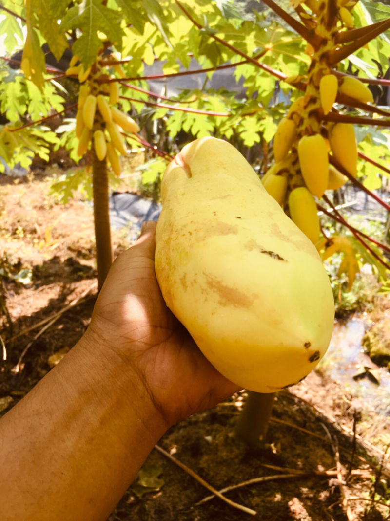 木瓜苗黄金木瓜苗木瓜苗包邮包邮包邮