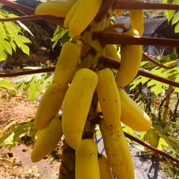 木瓜苗黄金木瓜苗木瓜苗包邮包邮包邮
