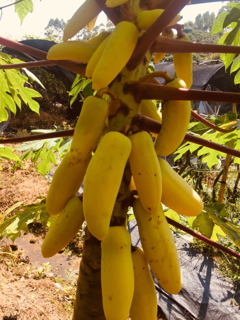 木瓜苗黄金木瓜苗木瓜苗包邮包邮包邮