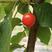 红妃大樱桃苗，规格齐全，包邮，免费技术指导。南北均可种植
