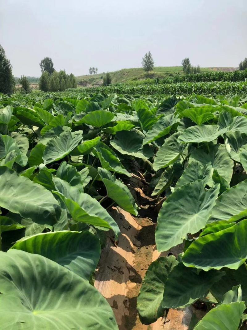 沂蒙奶油毛芋头3厘米以上，新鲜出炉，量大从优