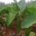 沂蒙奶油毛芋头3厘米以上，新鲜出炉，量大从优
