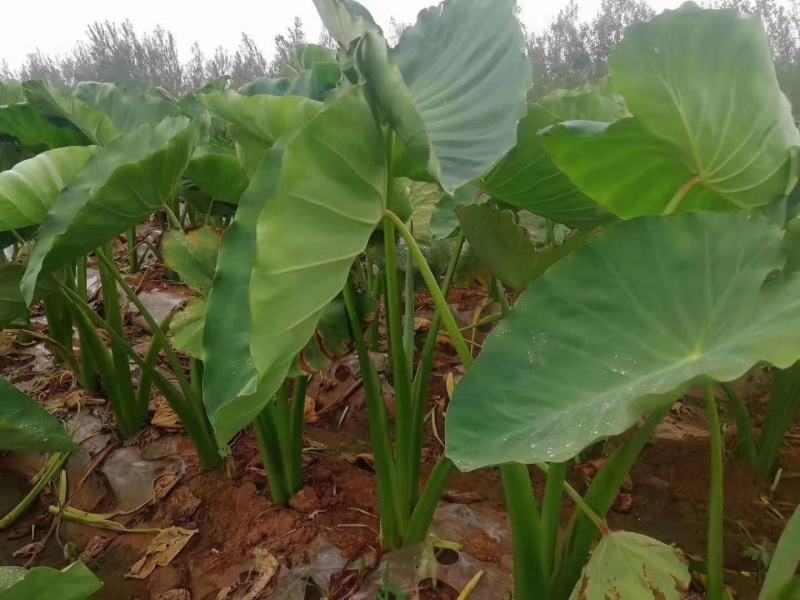 沂蒙奶油毛芋头3厘米以上，新鲜出炉，量大从优