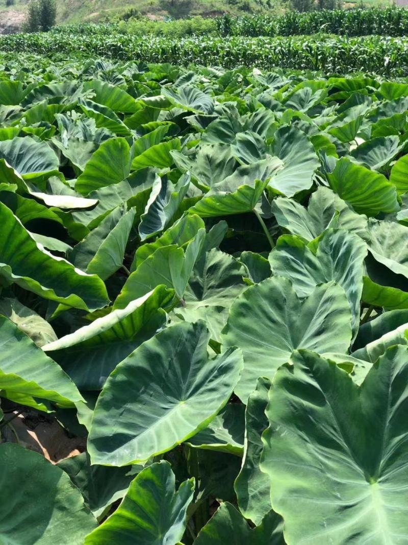 沂蒙奶油毛芋头3厘米以上，新鲜出炉，量大从优