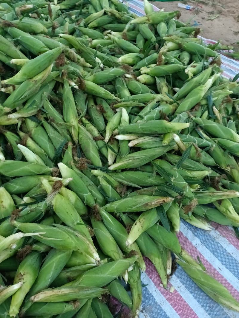 万糯2000大量上市，货源充足，